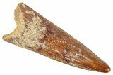 Juvenile Fossil Spinosaurus Tooth - Real Dinosaur Tooth #348680-1